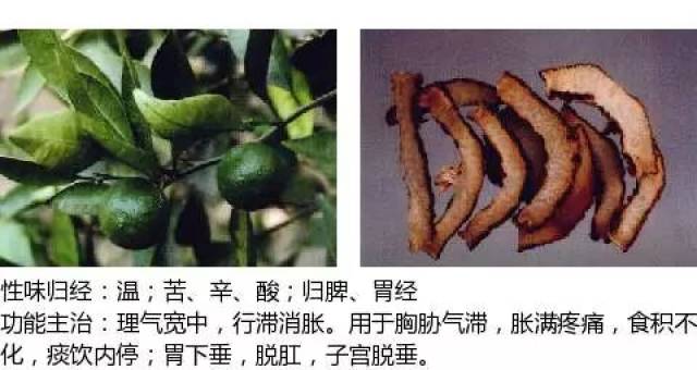 史上最全中草药图谱(附主治功效)