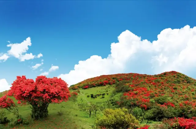 杜鹃花开红似海,爱情圣地醉游人——花漾石城,相约1314八卦脑!