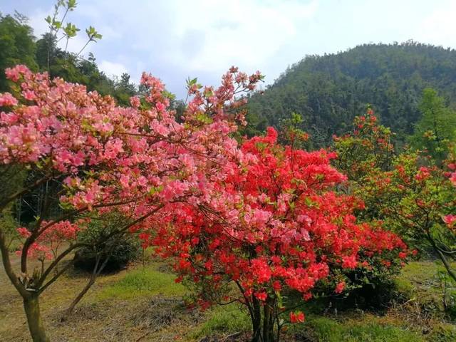 江西最新的观赏杜鹃花地图,这么多景区免门票!