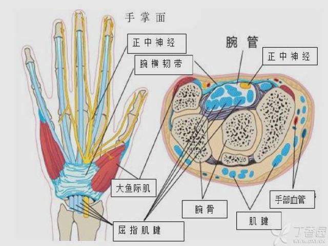 腕管综合征,最常见的周围神经卡压性疾患!