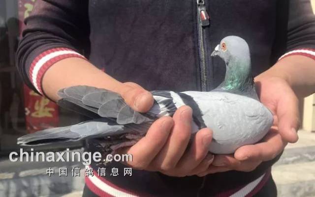 天津开创者第一关前十名奖鸽欣赏