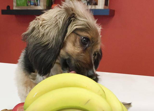 请狗狗吃香蕉,不需要担心狗过敏,而是狗吃得太多会变胖