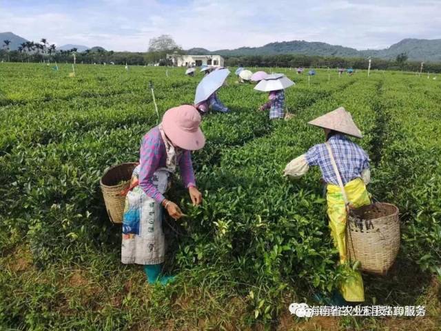 【科技扶贫】学习白沙有机茶种植技术,打造白