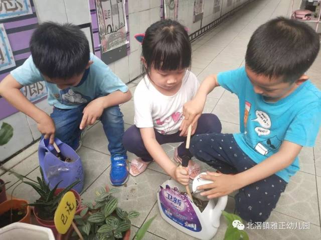 绿色一角,春意盎然——雅正幼儿园大班级种植区系列活动