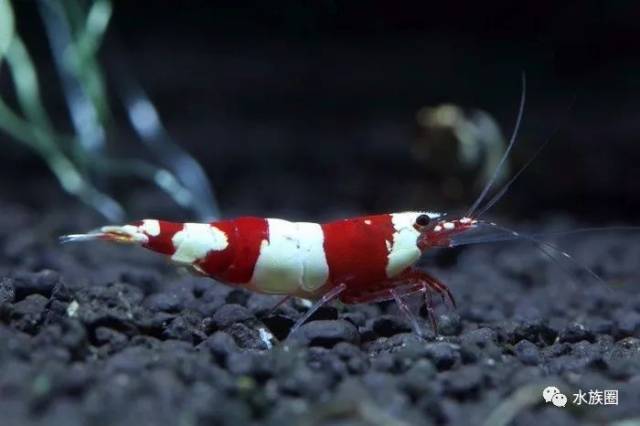 全面介绍水晶虾怎么养,怎么繁殖
