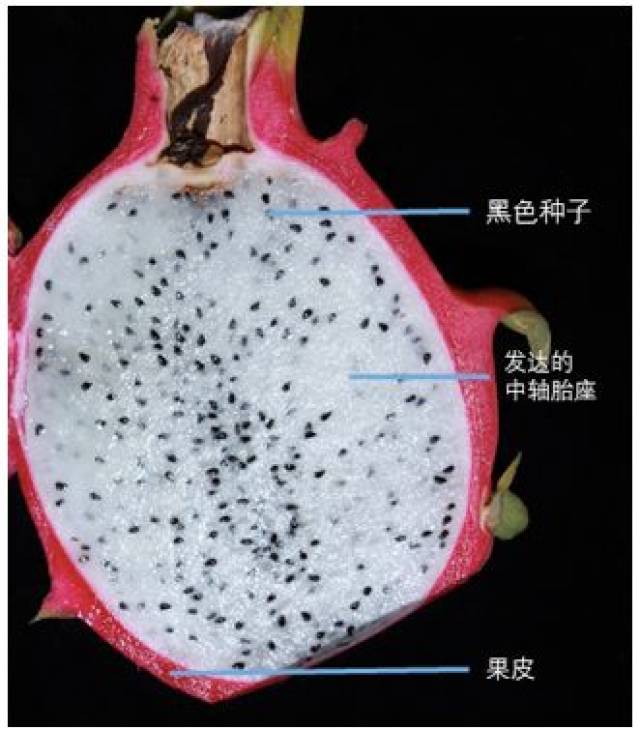 胎座是胚珠在子房壁上着生部位,胚珠借助于珠柄与胎座相连,其受精形成