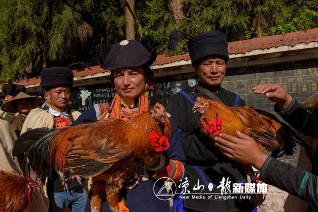 凉山美姑最美岩鹰鸡诞生