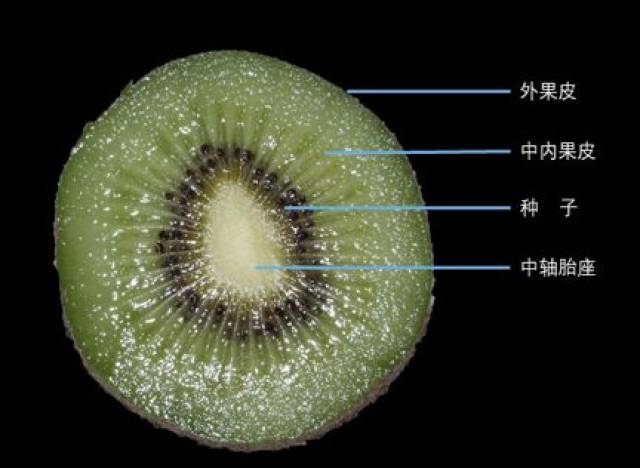 猕猴桃(图自张建行)    果实可食的"果肉"是肉质发达的胎座