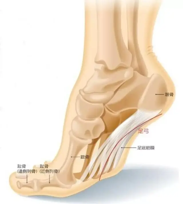 足底筋膜位于脚底跖面的细长纤维束,从脚后跟一直延伸到脚趾,跨度很大