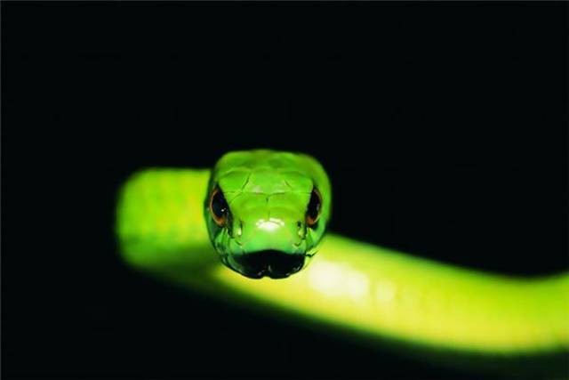 1965年属蛇一生的运势与婚姻