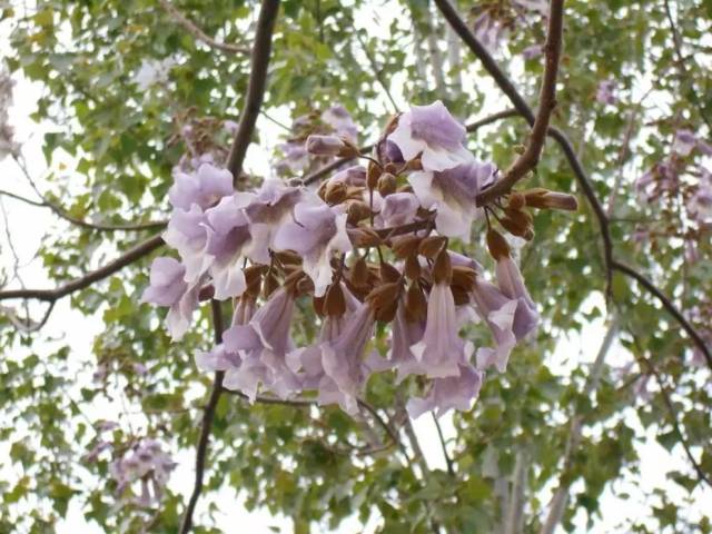 每日一花 | 阳春4月,泡桐花开花落,秒杀樱花,桃花