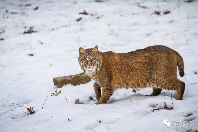 "山猫"是指哪种猫科动物?为何生活在雪山上的雪豹不叫