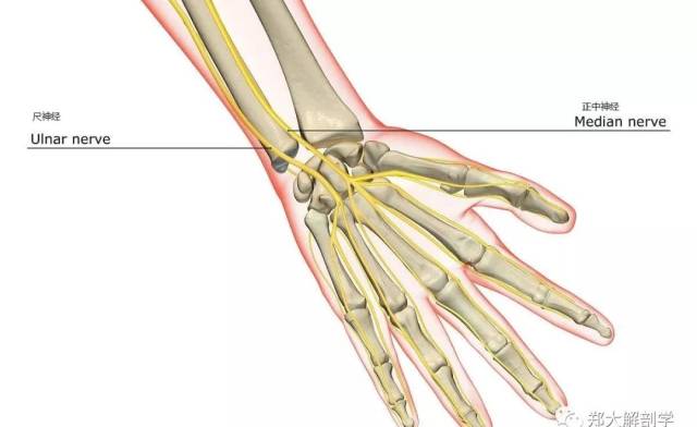 【筋膜系列】尺神经卡压