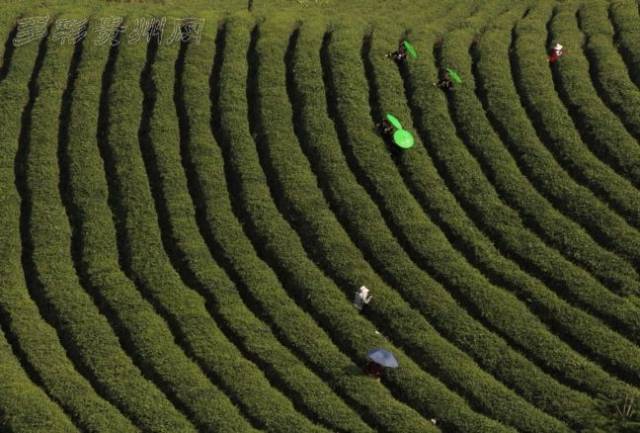 2019中国·贵州国际茶文化节暨茶产业博览会开幕,这些亮点你一定要知