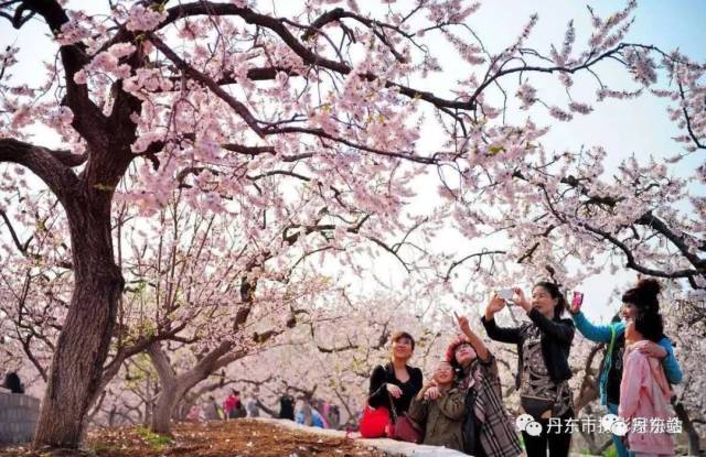 丹东市千年古镇大孤山提前迎来杏梅花盛花期,杏花村里家家春满园,户