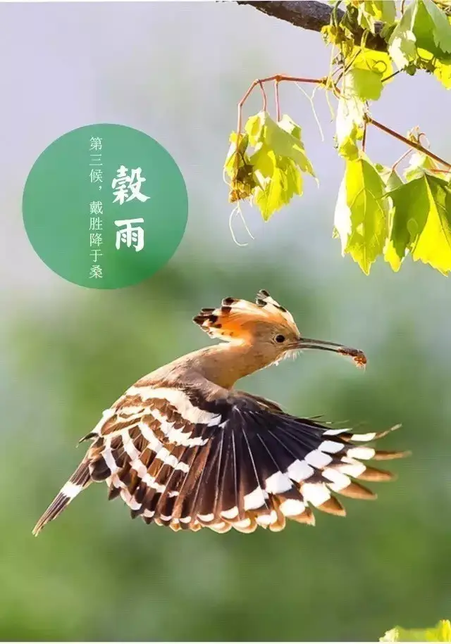 三候,戴胜降于桑(桑树上已经可以见到戴胜鸟.
