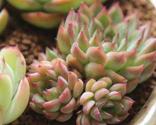 多肉女雏的简单养法