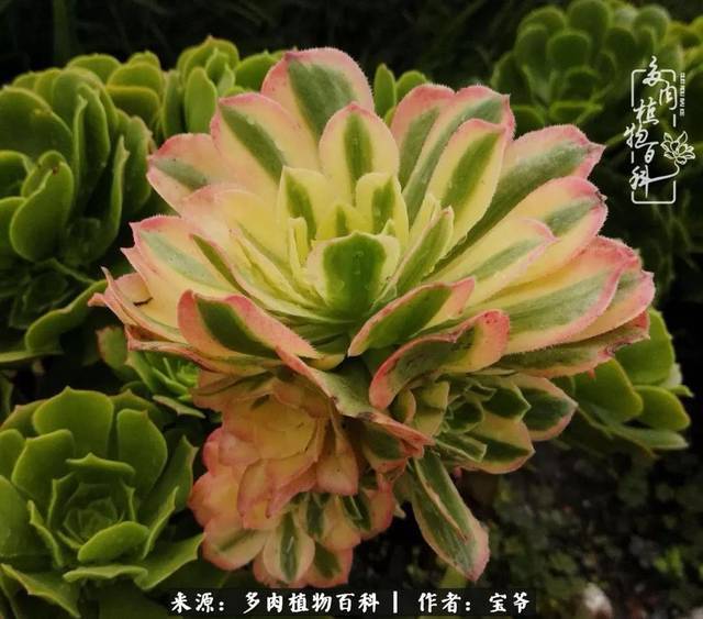 购买法师锦防骗指南:法师覆轮锦品种大全!