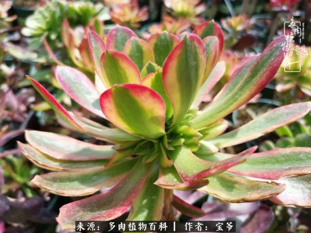 购买法师锦防骗指南:法师覆轮锦品种大全!