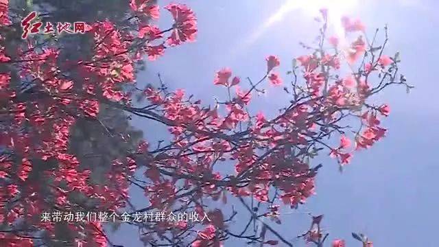 连城朋口金龙村:万亩杜鹃进入盛花期 山花烂漫美景尽享