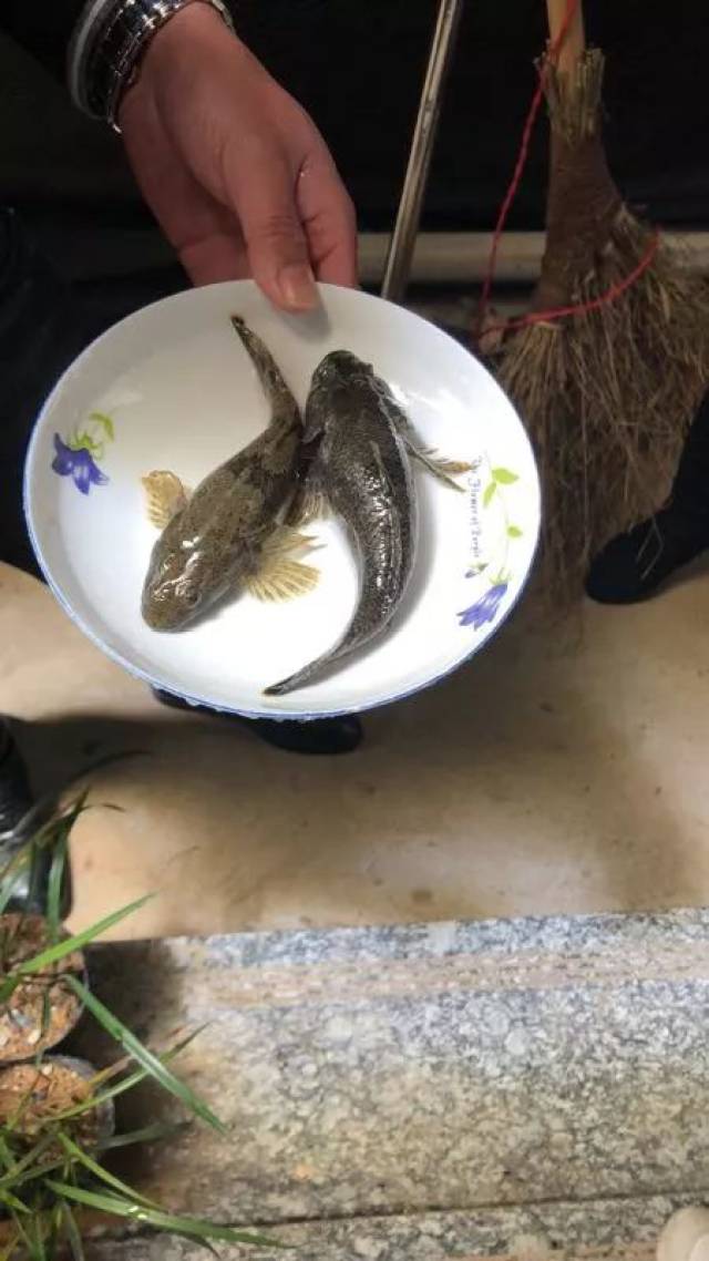 丨土布鱼