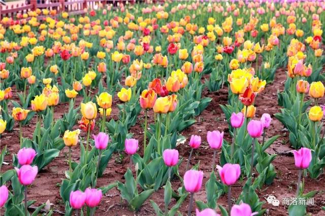 壮观500多亩郁金香花开邀您观赏洛南锦绣大地旅游景区开园