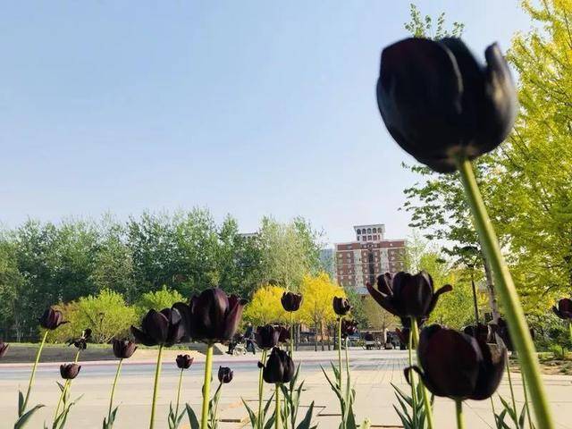 花开时节动京城" 都说牡丹是百花之王, 此时此刻 现在,古城公园内的