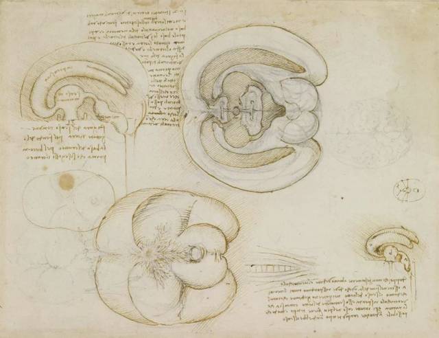 达芬奇的原创思维和智慧,比其他解剖学家和生理学家早几个世纪引入这