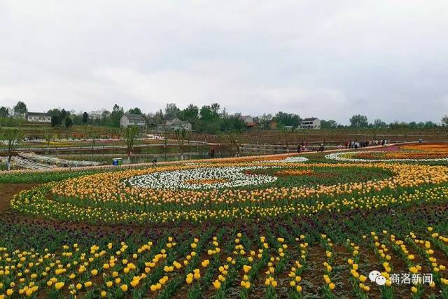 壮观500多亩郁金香花开邀您观赏洛南锦绣大地旅游景区开园