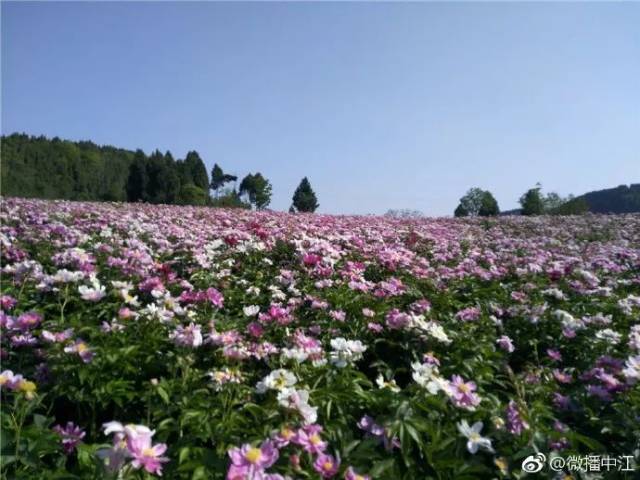 大海村的千亩芍药争相开放,花开成"海",艳丽的花朵盛开在山谷间,与