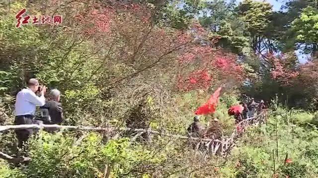 连城朋口金龙村:万亩杜鹃进入盛花期 山花烂漫美景尽享