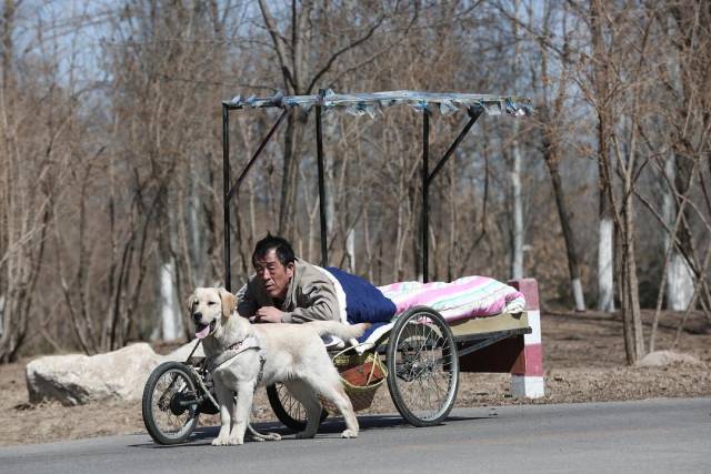 盘点6部催泪电影狗狗相关的电影,你喜欢吗?