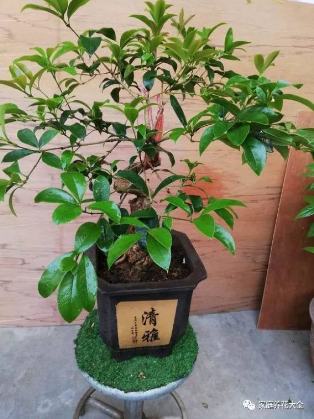 养桂花不只是浇水,施肥,晒太阳这么简单的事情,春季如果不给桂花修剪