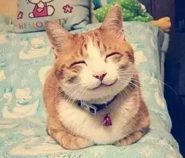 壁纸 动物 猫 猫咪 小猫 桌面 434_370