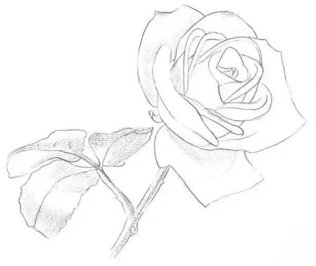素描一枝白玫瑰的绘画技法