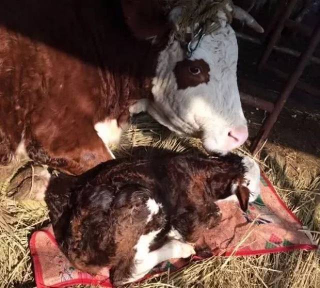 在饲养过程中要根据母牛怀孕的时间段逐渐增加巡查次数,加强对怀孕