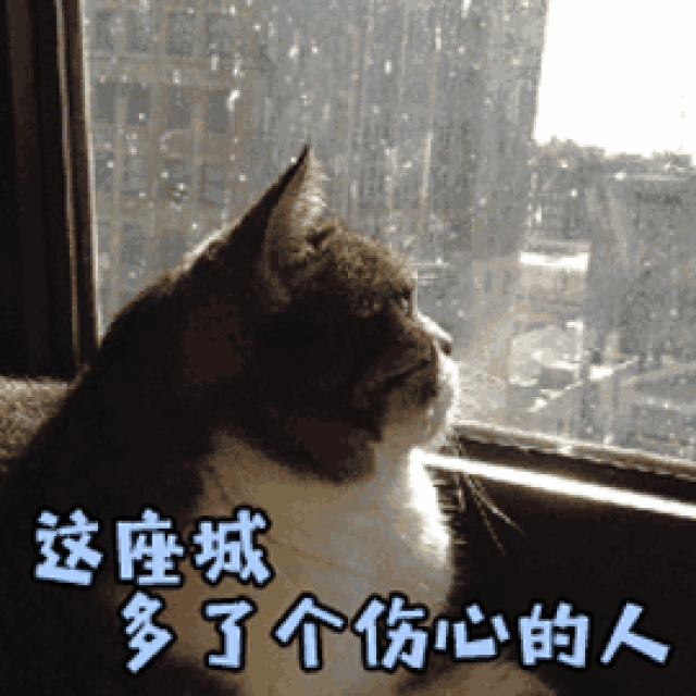 动图宇宙:这座城多了个伤心的人表情包