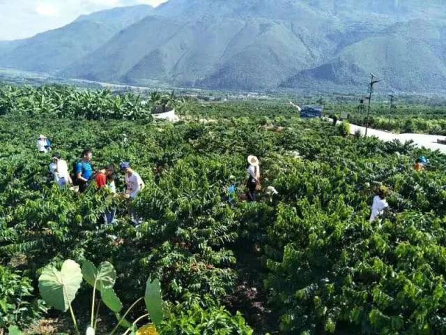 一颗咖啡豆的诞生,记云南保山潞江坝小粒咖啡之行