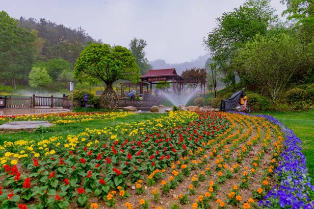 这里有海棠,月季,茶花,杜鹃,三角梅等10大观赏带,是中国花卉博览园