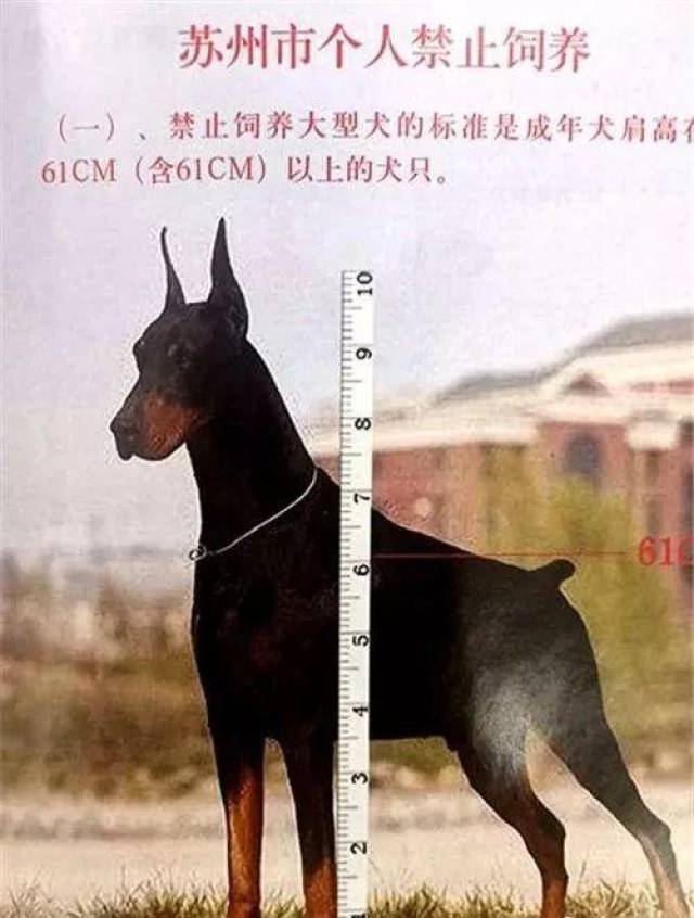 2,禁止饲养的烈性犬有: 5类38种及具有相关品种血统的杂交犬只.