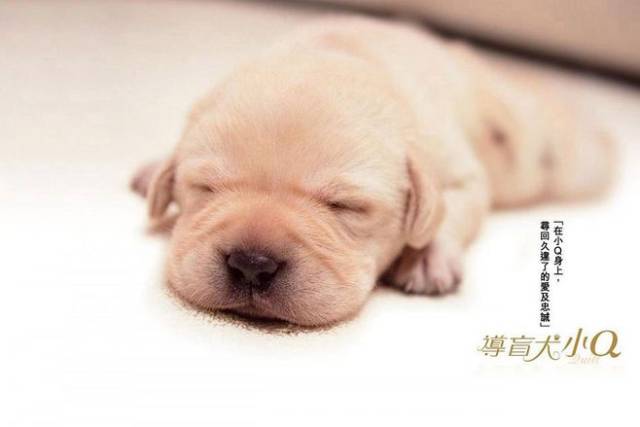 盘点6部催泪电影狗狗相关的电影,你喜欢吗?