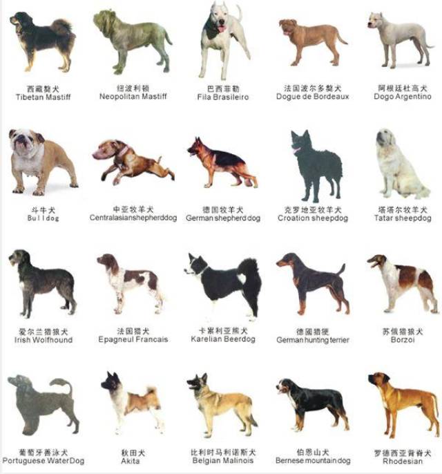 以下是苏州禁养的38个犬种名单↓↓为大众熟知的西藏獒犬,斗牛犬