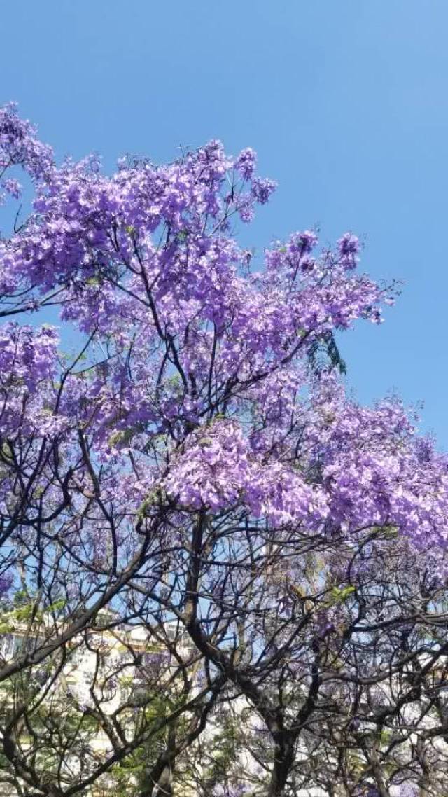 蓝花楹主要集中在昆明市五华区校场中路和莲花池附近,其余片区零星