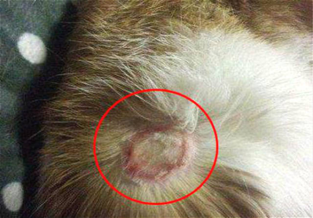 猫藓初期是什么样子的?得了猫癣要如何治疗?