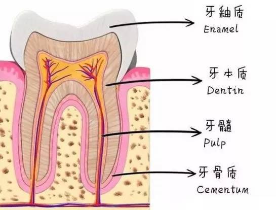 牙齿的内部结构,医生是无法用肉眼观察到的.