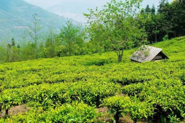 如何分清头采,头春,明前,雨前茶