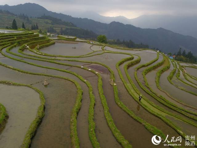 2019年4月21日,贵州省从江县翠里瑶族壮族乡岑丰村农民在梯田里忙碌
