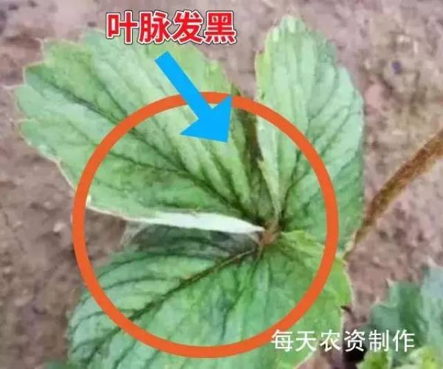 【防虫提示】蓟马大量爆发!全面防治,迫在眉睫!