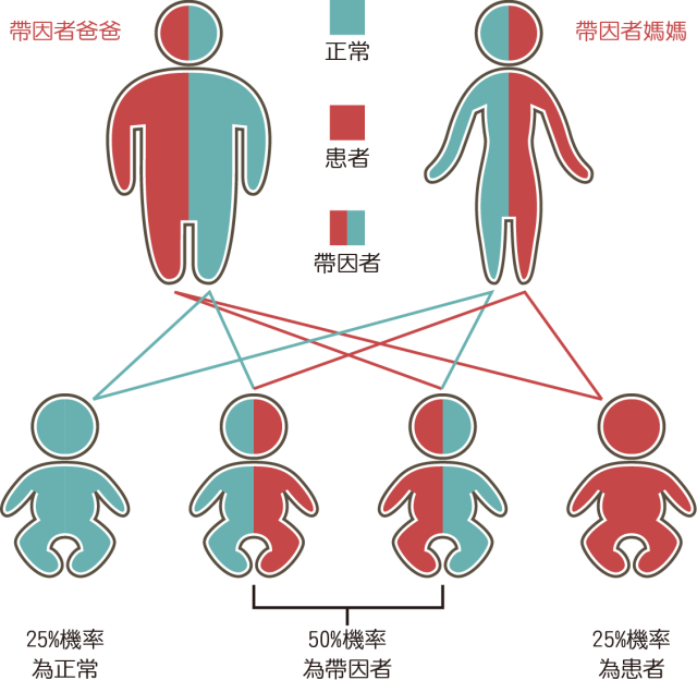 地贫基因分析:基因分析可代替血常规,血红蛋白电泳等其他检测,透过