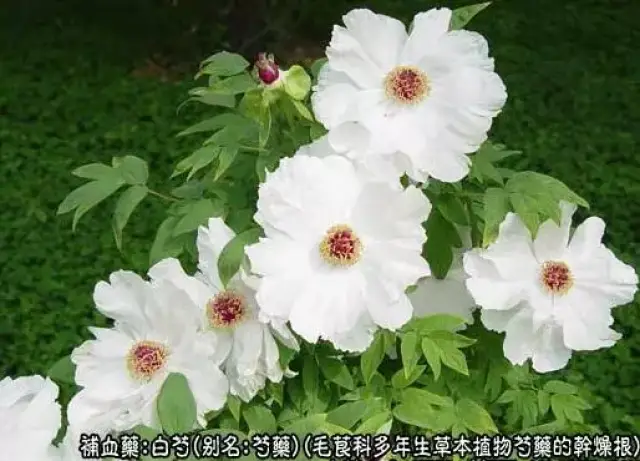 药用芍药,白芍的功效与作用